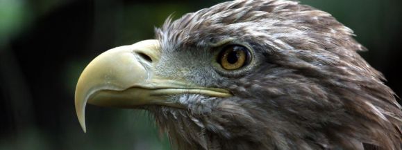 ZNAMY IMIONA BIELIK&Oacute;W