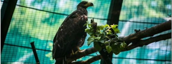 WEJHEROWSKIE BIELIKI