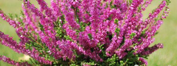 KWIATY ZA ELEKTROGRATY