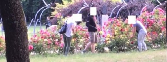 KRADLI KWIATY Z PARKU