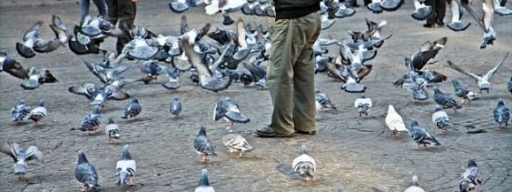 GOŁĘBIE NA CELOWNIKU