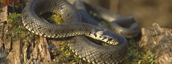 ŻMIJA W PRZEDSZKOLU