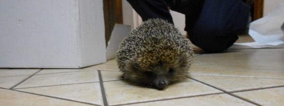 JEŻ PODR&Oacute;ŻNIK