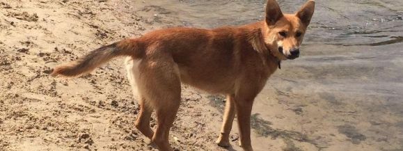 POM&Oacute;Ż ODNALEŹĆ PSA